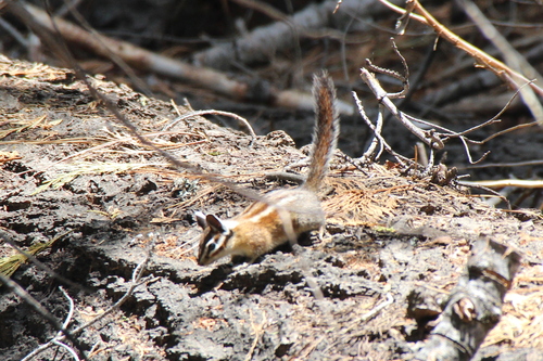 Lodgepole Chipmunk observed by kikeda