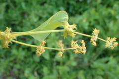 Rumex spinosus
