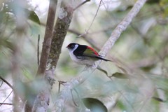 Ilicura militaris