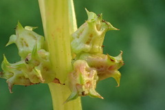 Rumex spinosus
