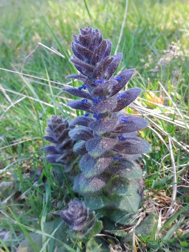 Pyramidal Bugle