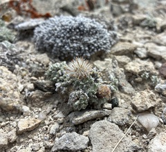 Townsendia spathulata, photograph author not stated, no rights reserved