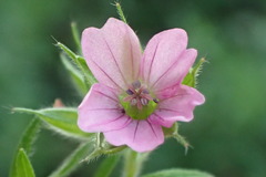 Geranium