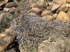 Eriogonum ternatum