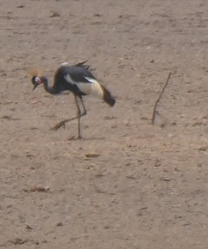 Black Crowned Crane
