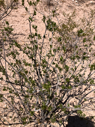 American Tarwort