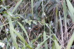 Drymophila ochropyga