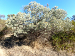 Acacia argyrophylla