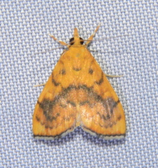 Hyalobathra