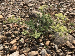 Lomatium macrocarpum
