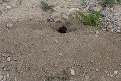 Cratogeomys castanops