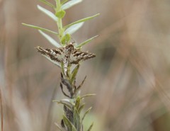 Epipagis forsythae