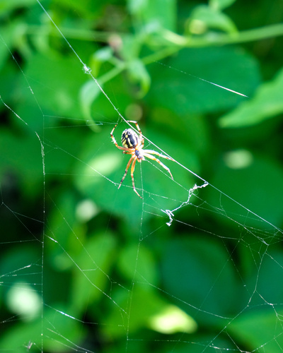 Bordered Orbweaver