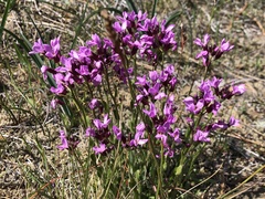 Arabis aculeolata