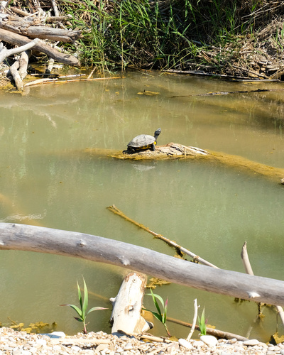 Pond Slider