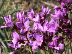 Arabis aculeolata