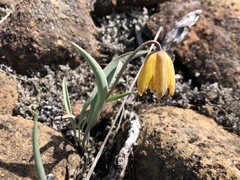 Fritillaria glauca