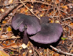 Cortinarius kioloensis