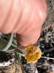 Fritillaria glauca
