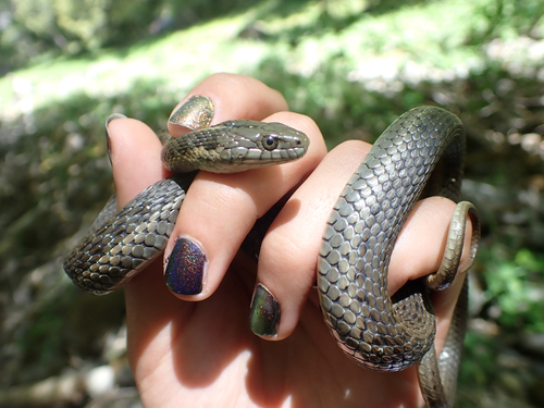 iNaturalist observation photo of Aquatic Garter Snake
