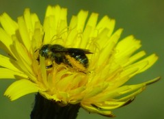 Osmia georgica
