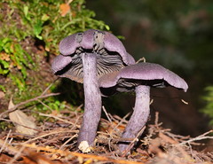 Cortinarius kioloensis