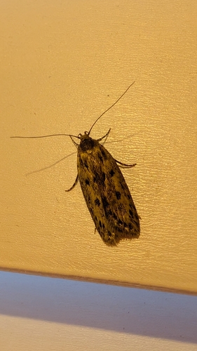 Brown House Moth