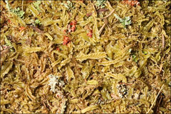 Lophocolea semiteres