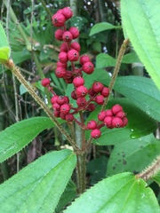 Miconieae