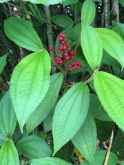 Miconieae