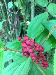 Miconieae