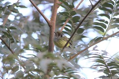 Myiornis auricularis