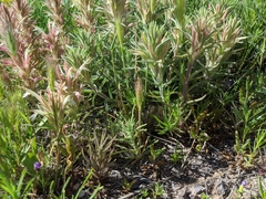 Castilleja sessiliflora