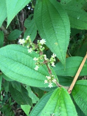 Miconieae