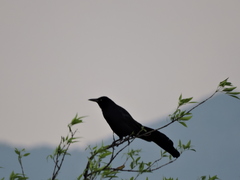 Quiscalus mexicanus