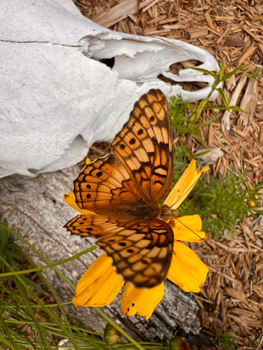 Variegated Fritillary