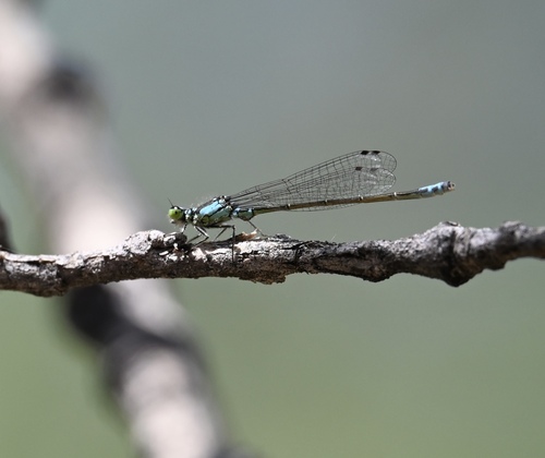 Plains Forktail photo 3