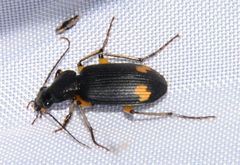 Chlaenius flaviguttatus