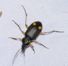 Chlaenius flaviguttatus