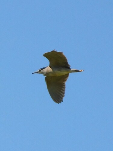 Black-crowned Night Heron