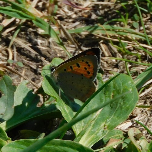 Small Copper