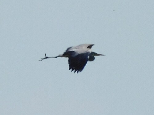 Grey Heron