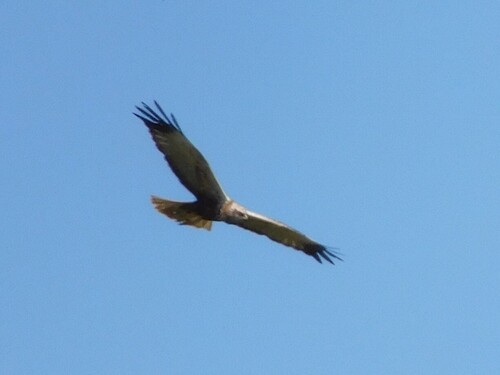 Western Marsh Harrier