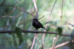 Knipolegus nigerrimus