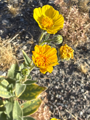Geraea canescens, photograph (c) Aaron Liston, some rights reserved (CC BY)
