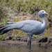 Blue Crane - Photo (c) Brian Snelson, some rights reserved (CC BY)