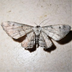 Phazaca interrupta