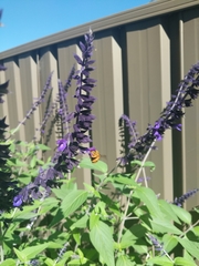 Amegilla bombiformis