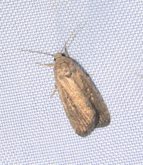 Athetiina