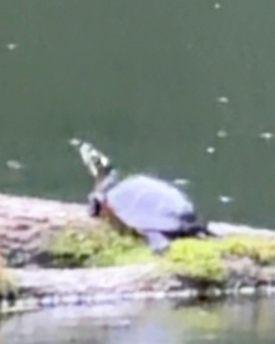 Painted Turtle